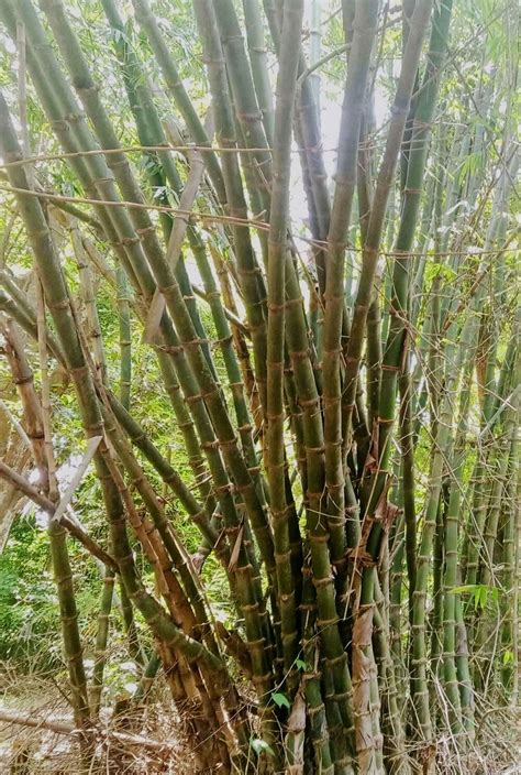 kawayan bakod|Bambusa spinosa in the Philippines .